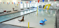 Your swimming lessons for adults Cleaver Family Ymca in Kansas City in MO