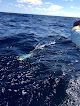 Your swimming lessons for adults Just Fish St. John in Cruz Bay in U.S. Virgin Islands