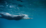 Wedding venue Swim Hawaii in Honolulu