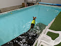 Your swimming lessons for adults Think Pawsitive Dog Training - (Waukesha, Wi) in Waukesha in Wisconsin