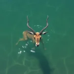 antelope